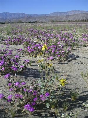 Purple and yellow desert flowers