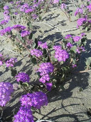 Purple desert blooms