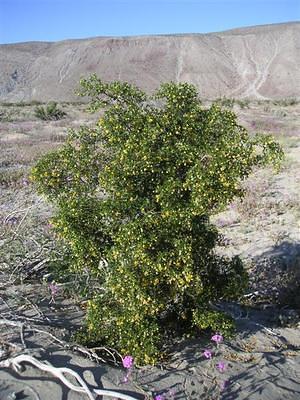 Yellow flowers on a desert bush