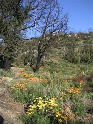 Yellow and orange flowers near burned trees