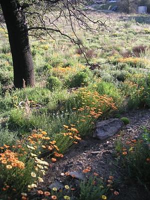 Yellow and orange blooms near burned trees