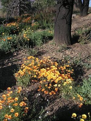 Orange and yellow flowers near burned trees