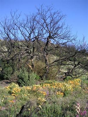 Yellow and orange flowers around burned trees