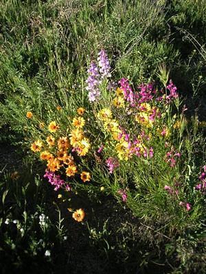 Multicolor blooms after the wild fires