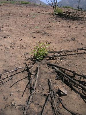 Tree growing back from the roots after being burnt