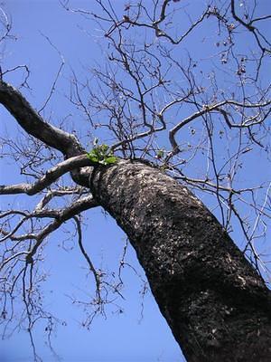 Burnt tree showing new growth