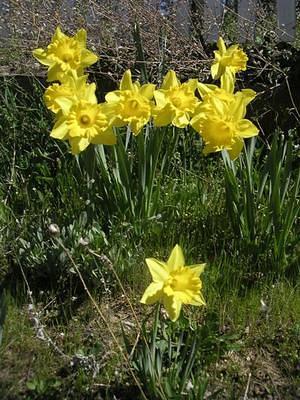 Yellow daffodils at Iron Mountain