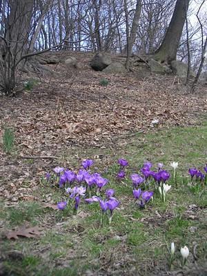 Purple spring flowers in the park