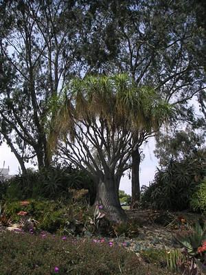 Balboa Park cactus trail 