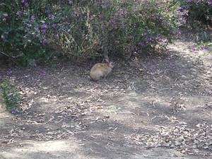 Rabbit in Balboa Park