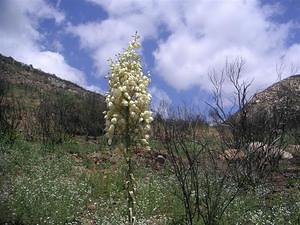 Yucca bloom at Iron Mountain