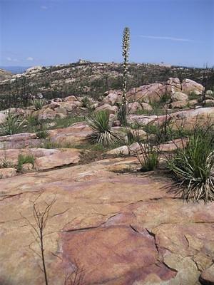 Red rocks and yucca blooms