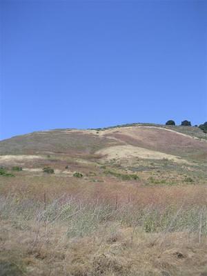 Brown hills