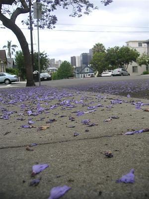 Jacaranda blossoms on the sidewalk