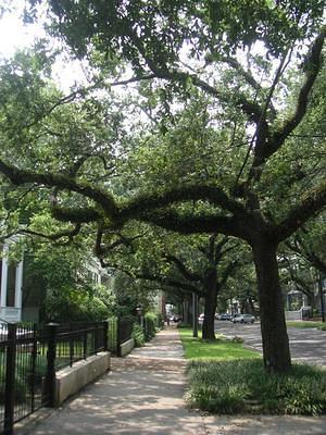 New Orleans tree and plant growth