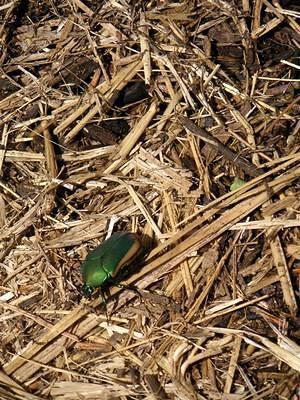 Avoid the very large and clumsy japanese beetles