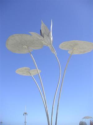 Fire lilies at the start of the esplanade