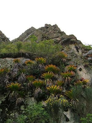 Inka trail foliage