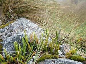 Alpine plants & grass