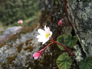 Flowers growing out of the stonework