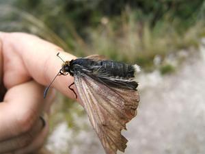 Large moth on the trail