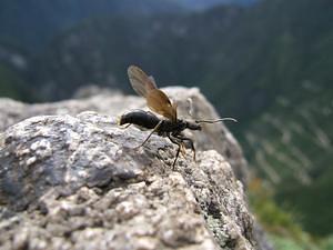 Flying ant on Huayna Picchu