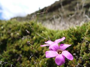 Purple flowers on Inka terrace walls