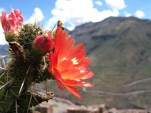 Cactus flower and the Urubamba valley