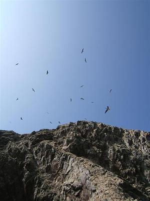 Ballestas Island birds