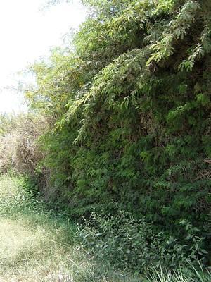 Thorn hedge fence