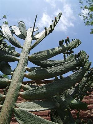 Cactus at an Ica winery