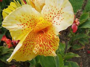 Yellow flower