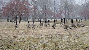 Canada geese in the snow