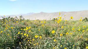 Desert bloom yellow (brittlebrush?) wildflowers