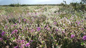 Desert San Verbena bloom