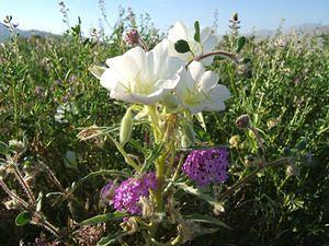 Dune Evening Primrose (?) bloom