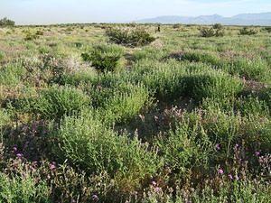 Green desert bloom