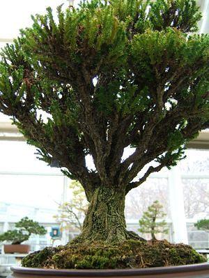 Bonsai at Brooklyn Botanical Gardens