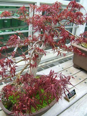 Bonsai at Brooklyn Botanical Gardens