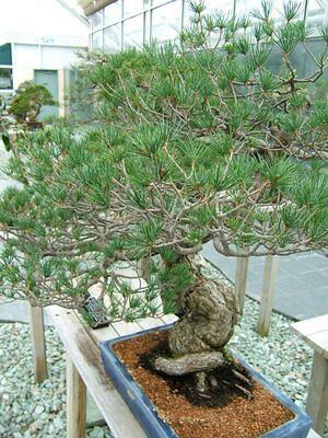 Bonsai at Brooklyn Botanical Gardens