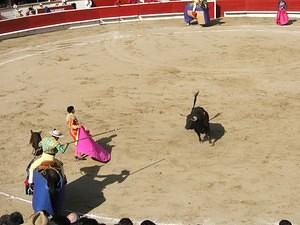 Bull going after the picador