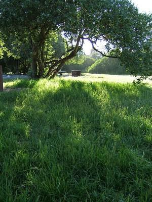 Green trees and grass at Pismo Beach campground