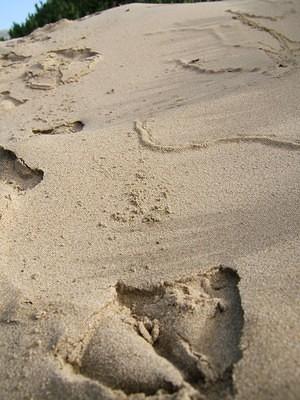 Duck prints in the sand
