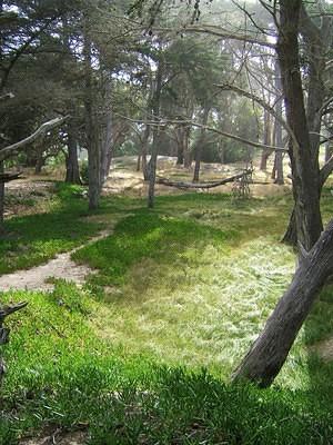 Cyprus forrest at Pismo Beach