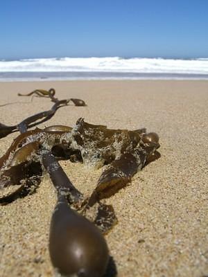 Beach and kelp