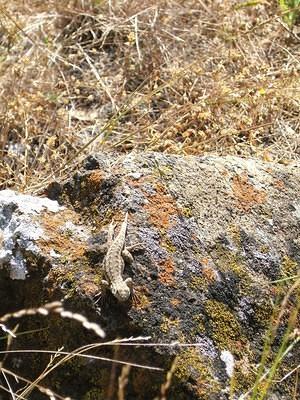 Grey lizzard sunning on a rock