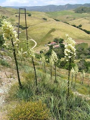 Looking down on Poly Canyon