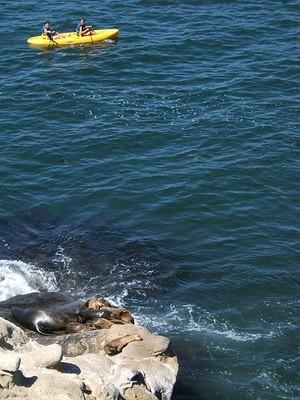 Seals and kayaks