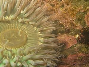 Tide pool anemone