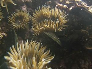 Tide pool anemones